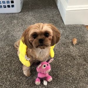 Meet your Posher, Lucy